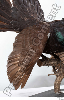 Western capercaillie back feathers wings 0003.jpg